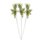Pier 1 Set Of 12 Lambs Ear Stems 27.5" - Pier 1